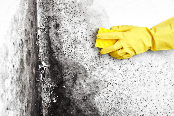 Best Local Mold Removal Service  in Fayette, OH