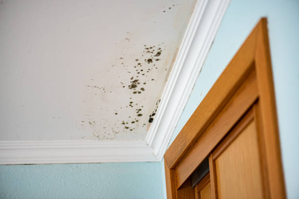 Best Crawl Space Mold Removal  in Fayette, OH