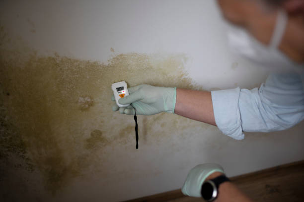 Crawl Space Mold Removal in Fayette, OH