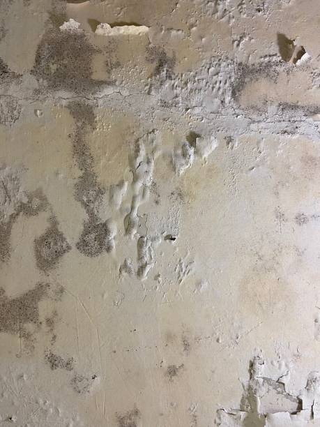 Best Attic Mold Removal  in Fayette, OH