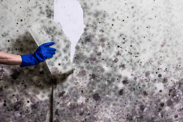 Best Mold Remediation  in Fayette, OH
