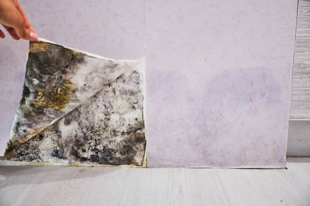 Office Mold Removal Services in Fayette, OH